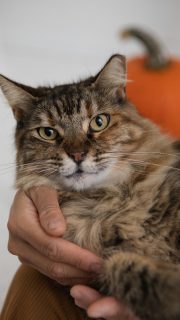 #elenakanphoto #ulstercountyphotographer #petphotographynewyork